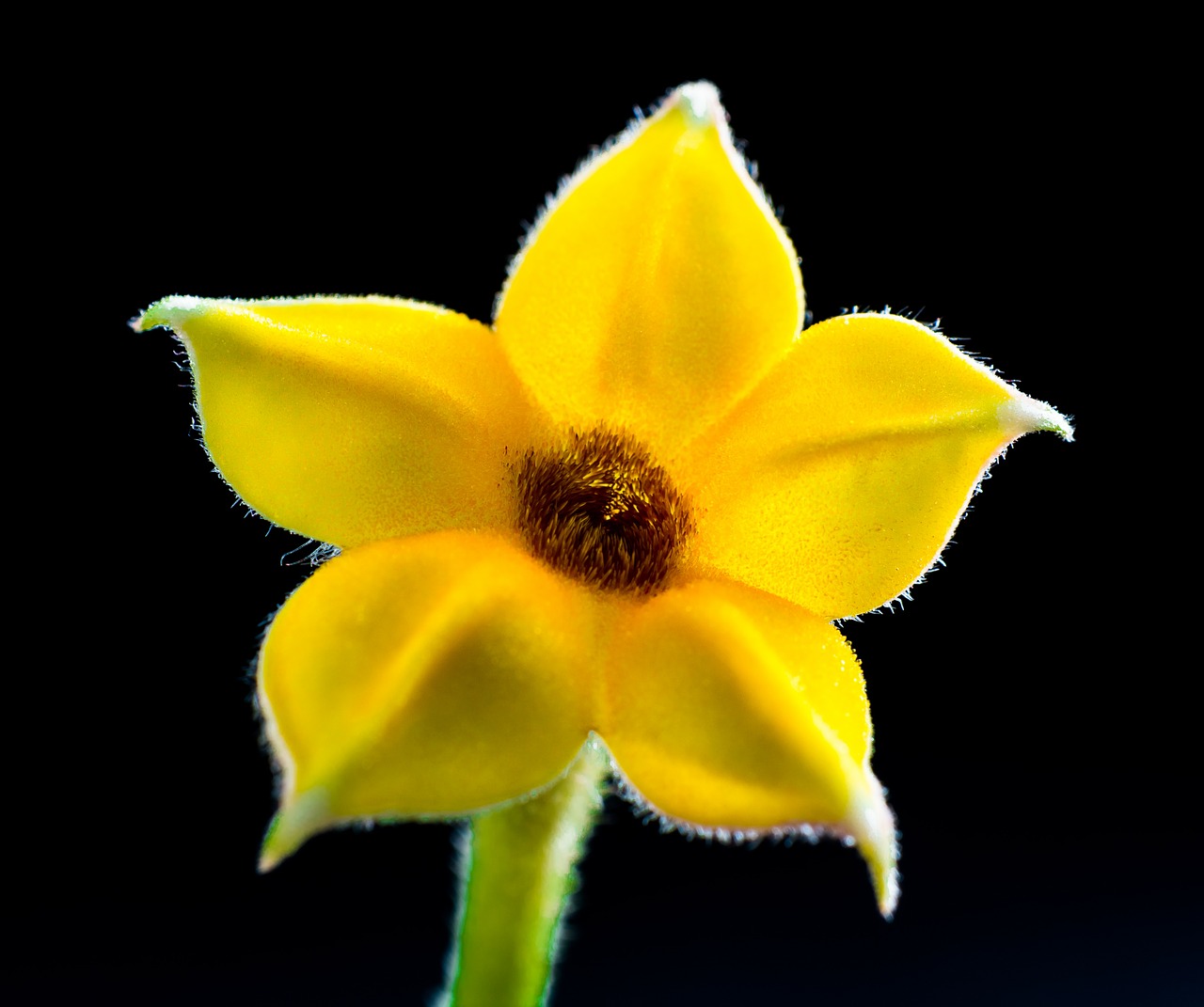 small flower flower macro free photo