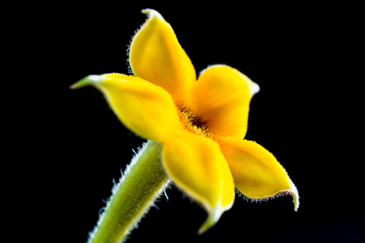 small flower flower macro free photo