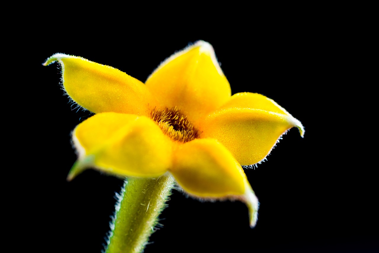 small flower flower macro free photo