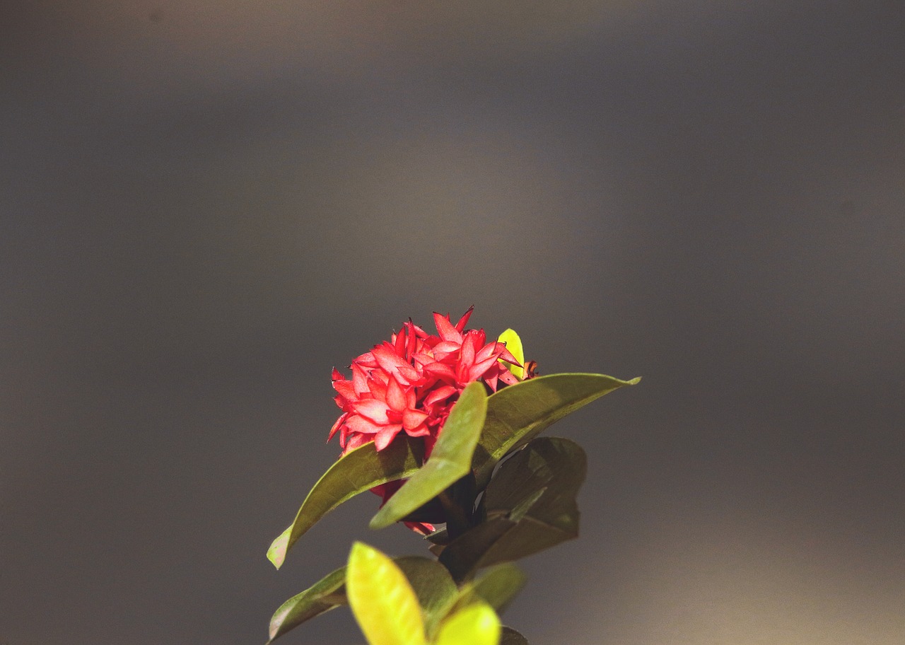 small flower  red flower  resistance free photo