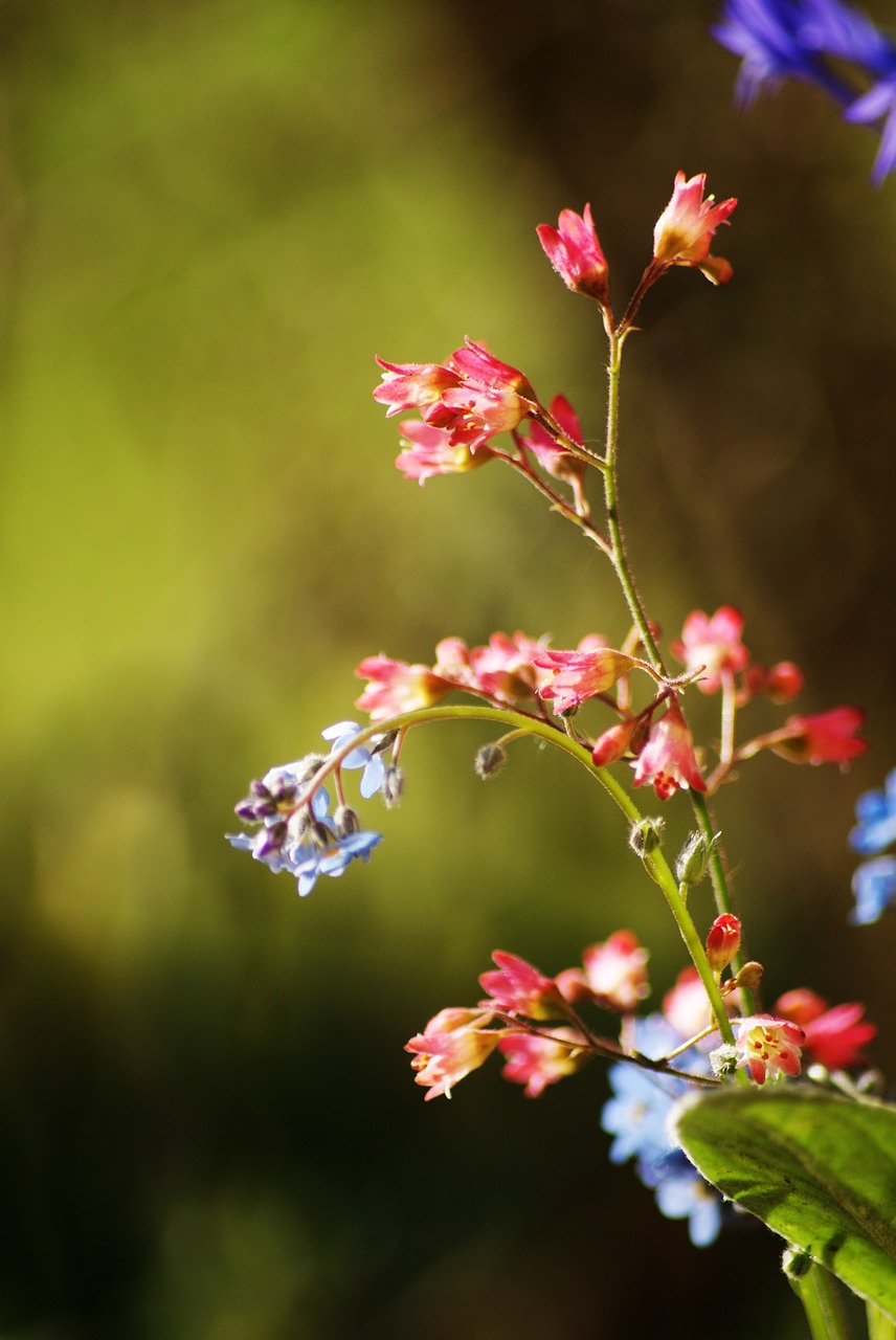 small flower spring blue flower free photo