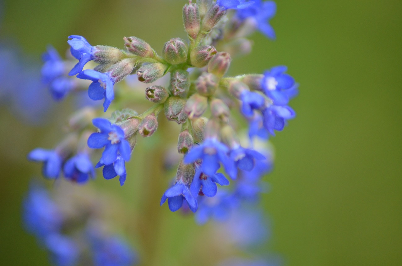 small flowers  purple  blue free photo