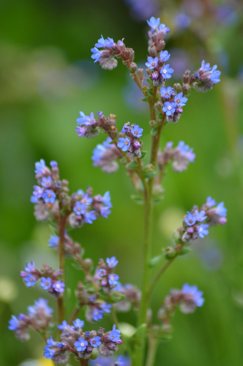 small flowers  purple  blue free photo