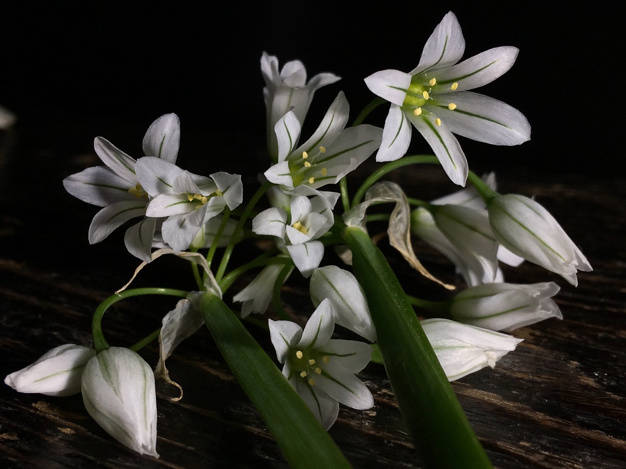 small flowers  white  flowers free photo