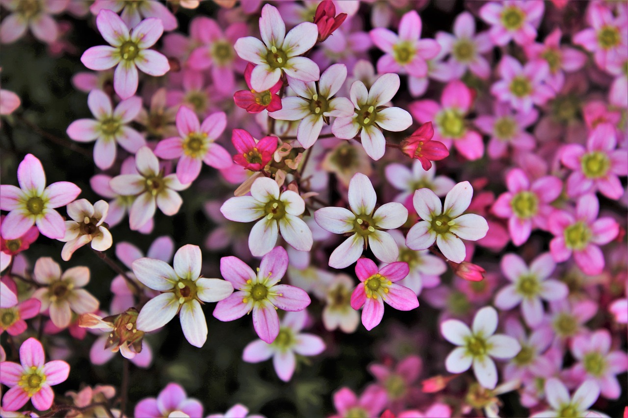 small flowers  the petals  pink free photo