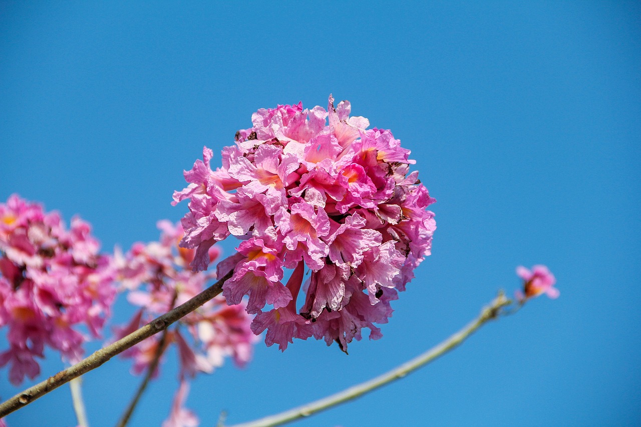 small fresh cherry blossom beautiful free photo