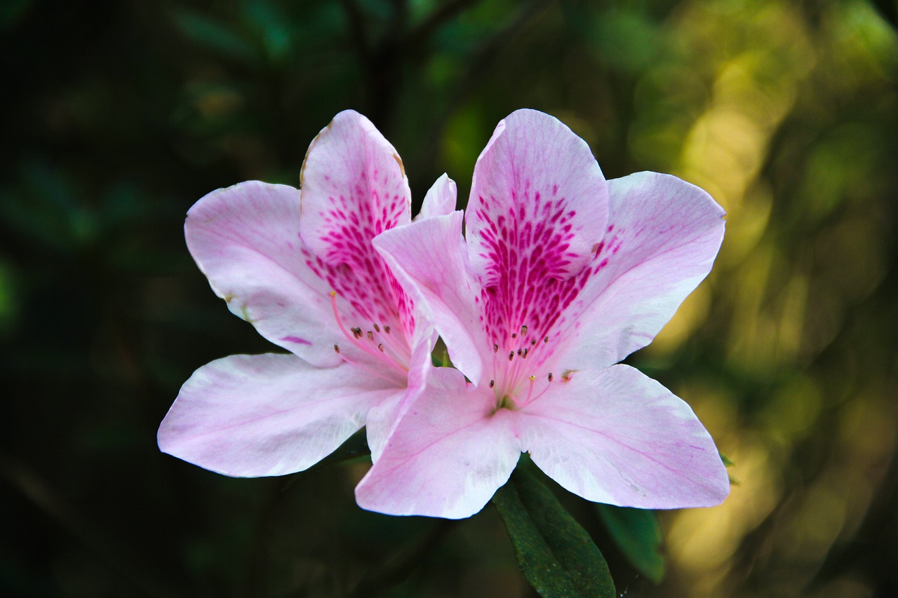 small fresh flowers beautiful free photo