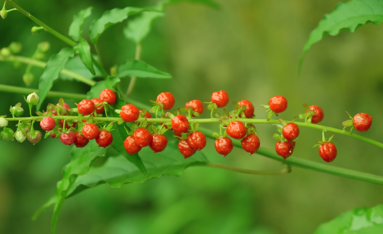 small fruit red color fruit gr free photo