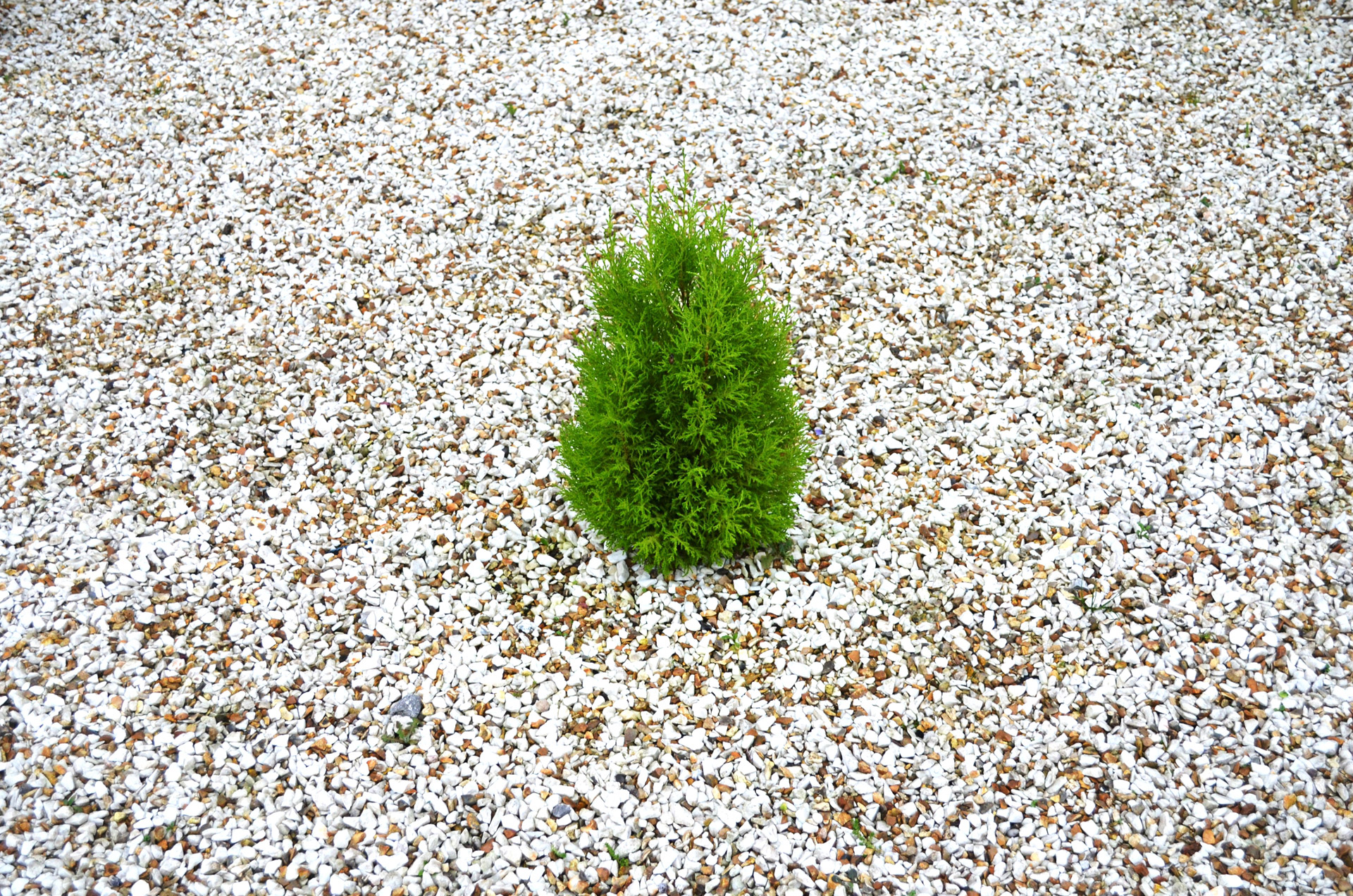 small green tree free photo