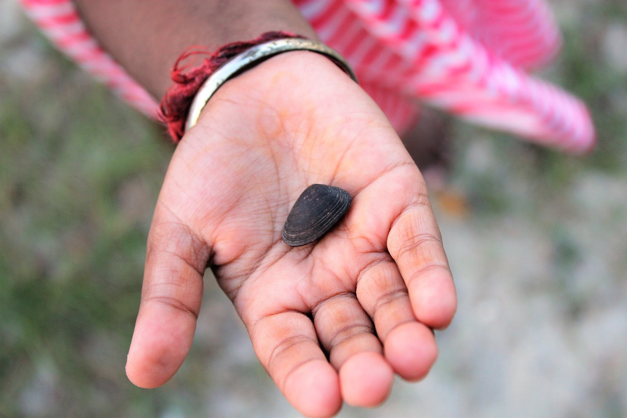 small hand  seashell  hand free photo