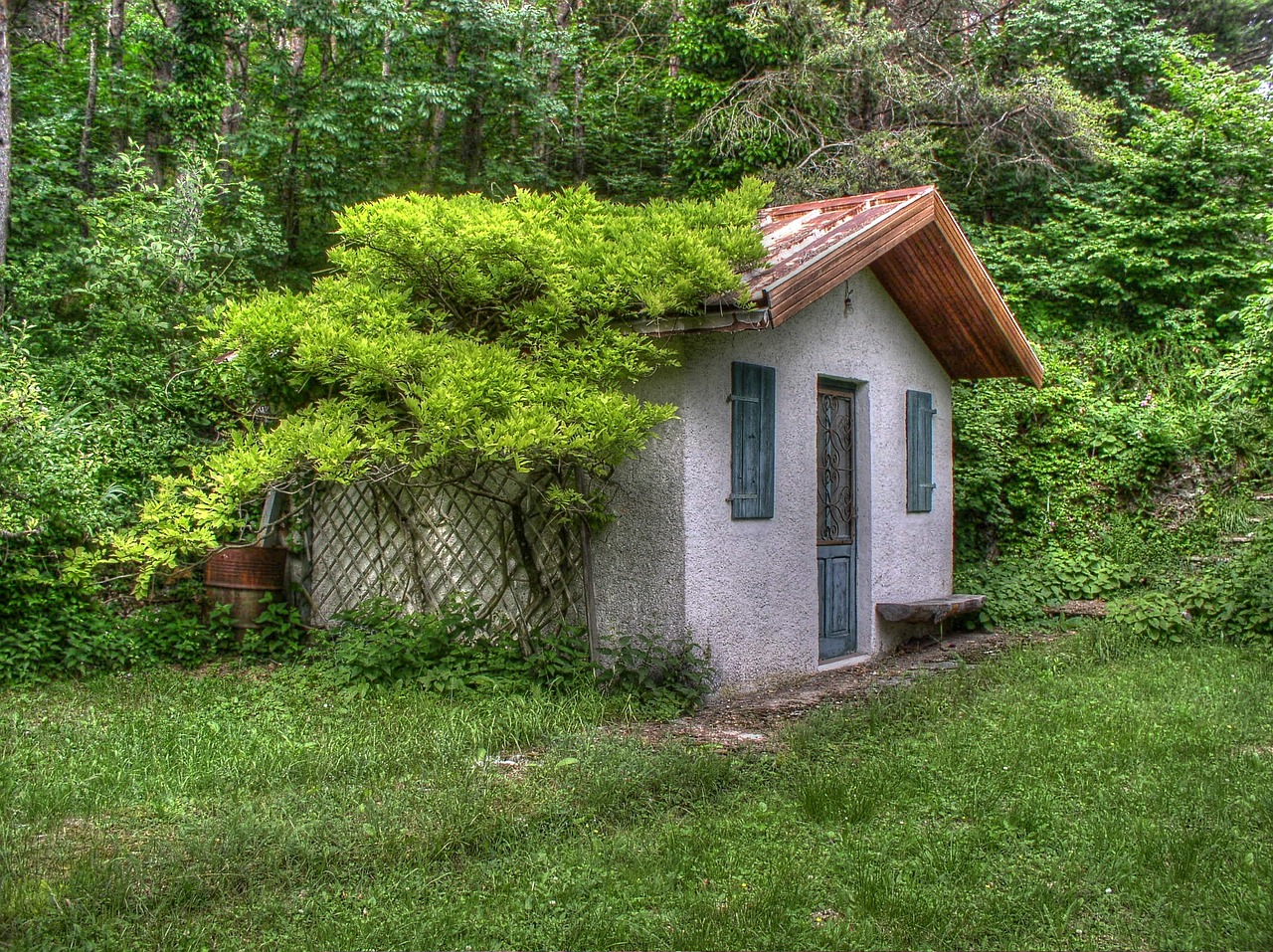 small house vines trees free photo