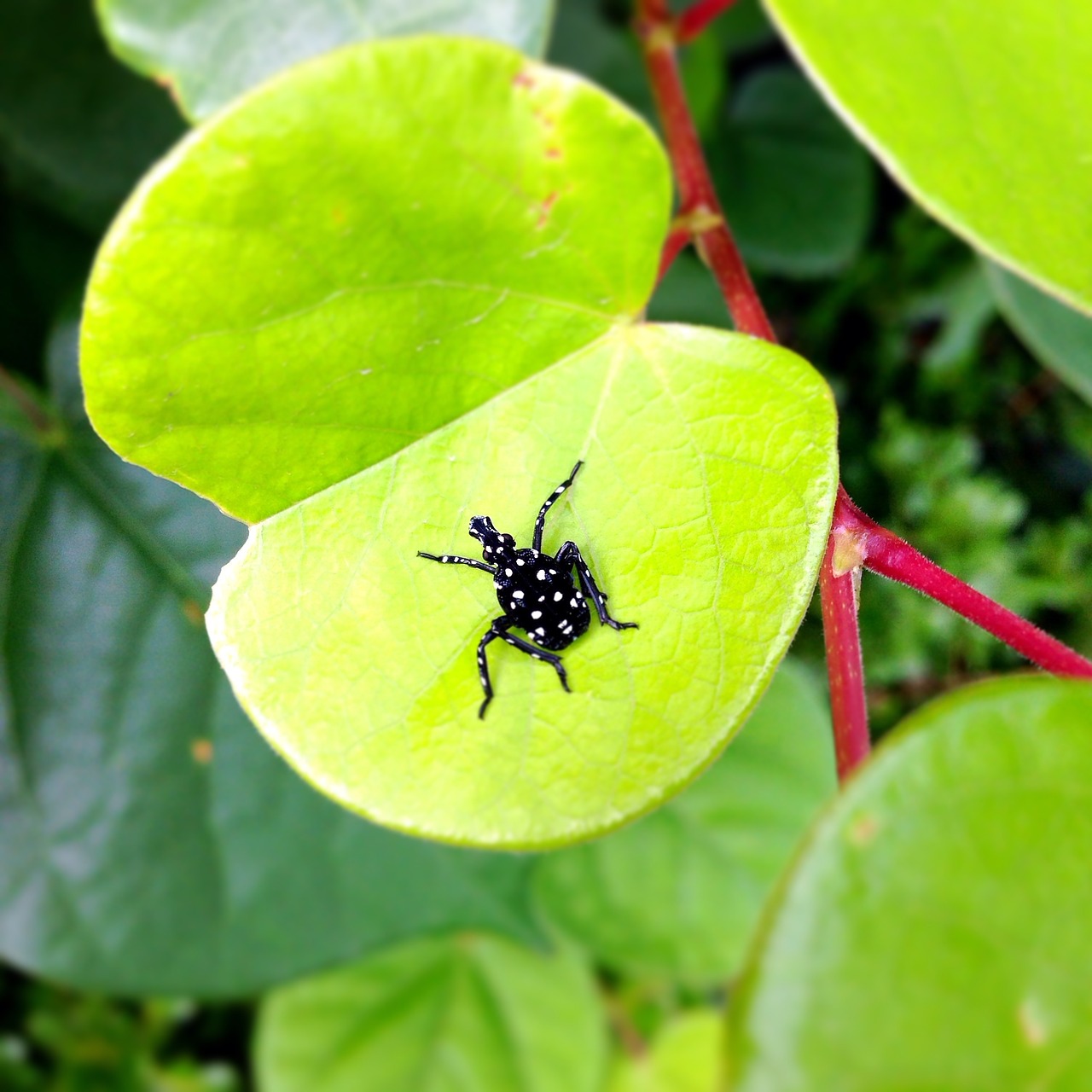 small insects green leaf plant free photo