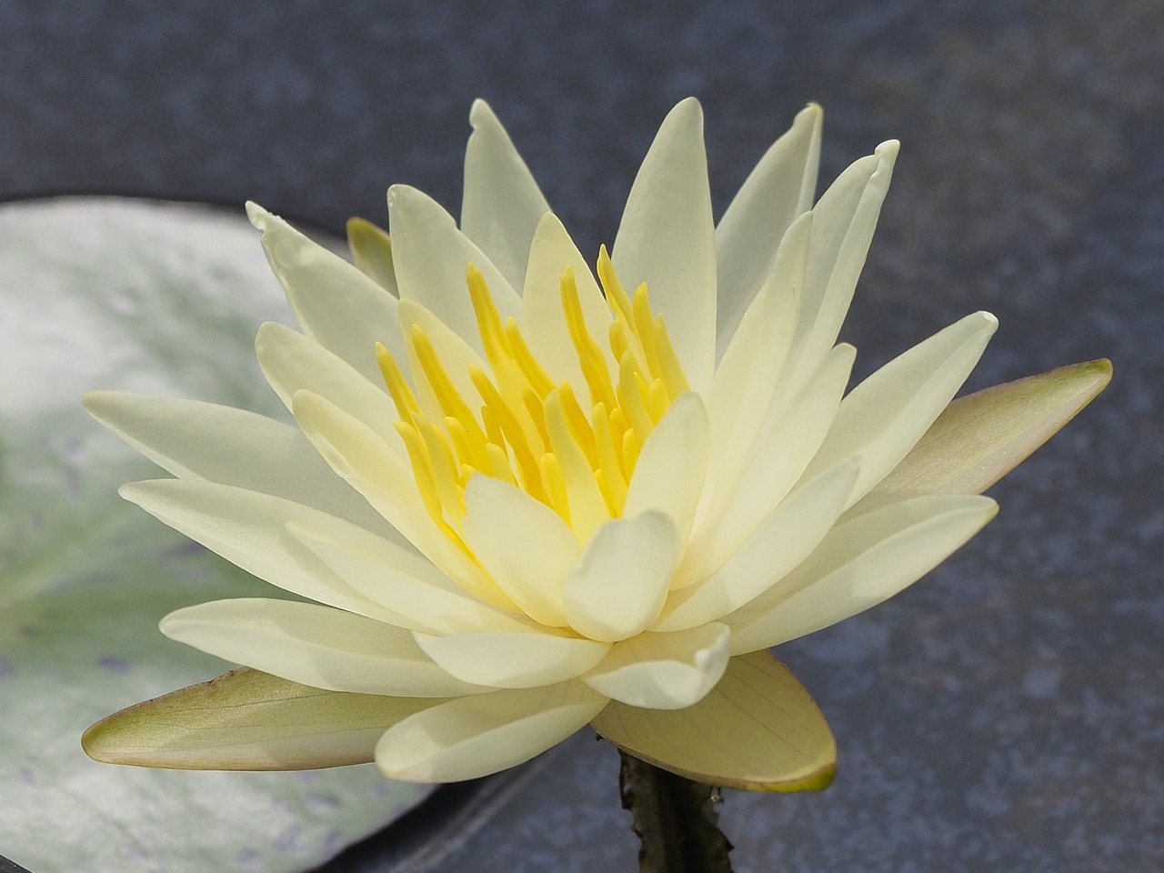small kind lotus crystal yellow free photo