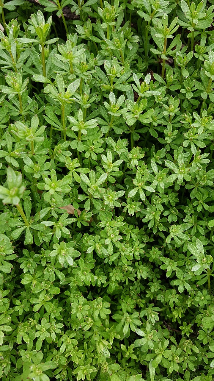 small leaves leaf green free photo