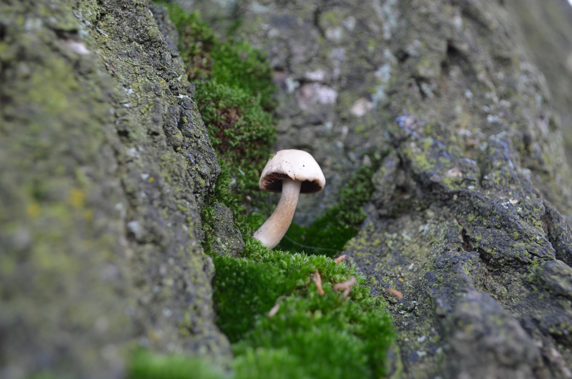 mushroom tree nature free photo