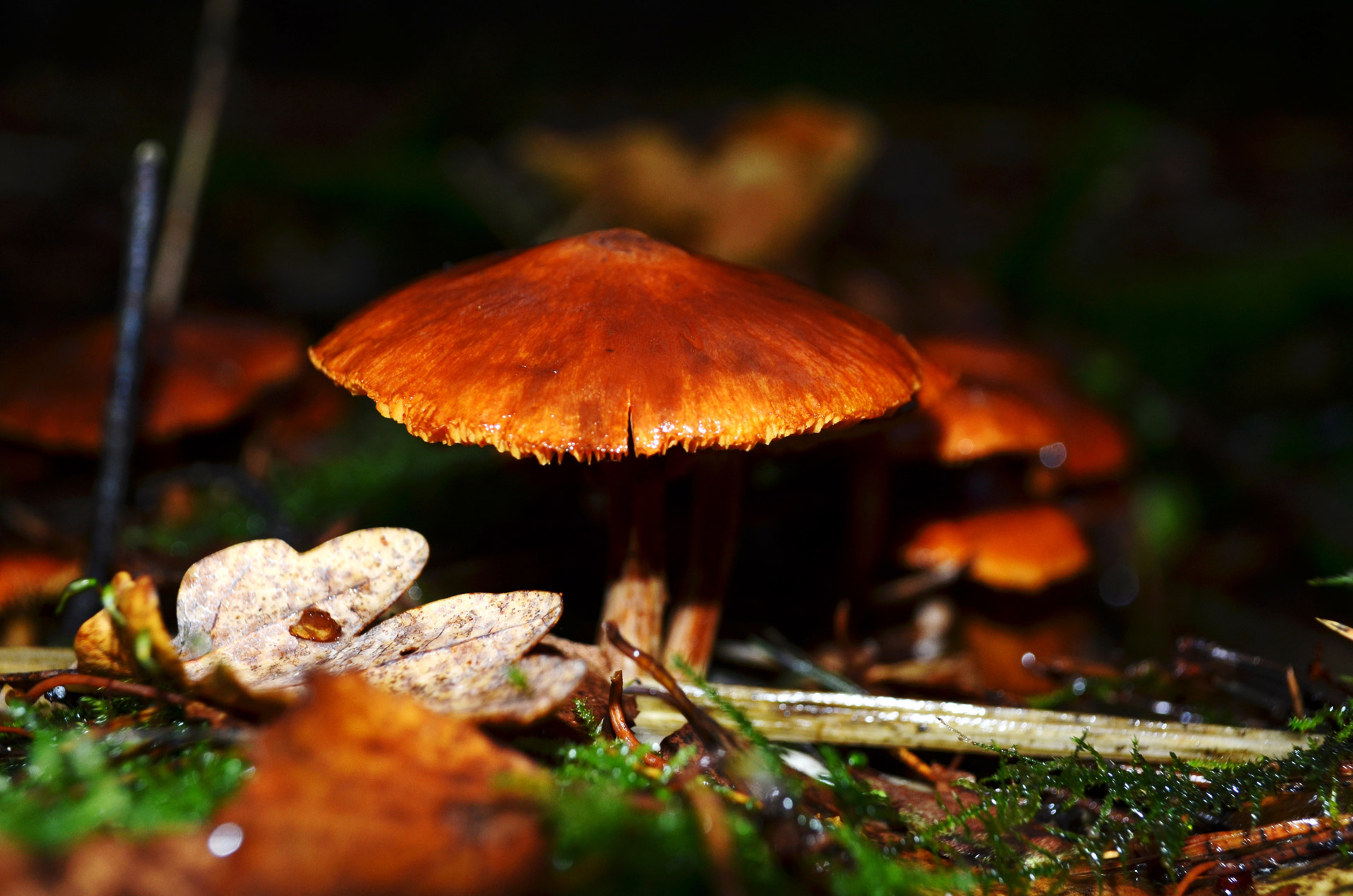 mushroom grass food free photo