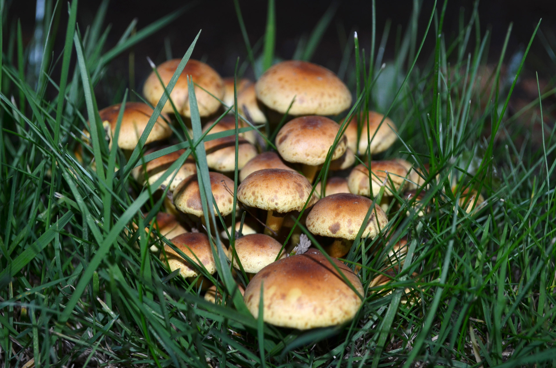mushroom nature seasons free photo