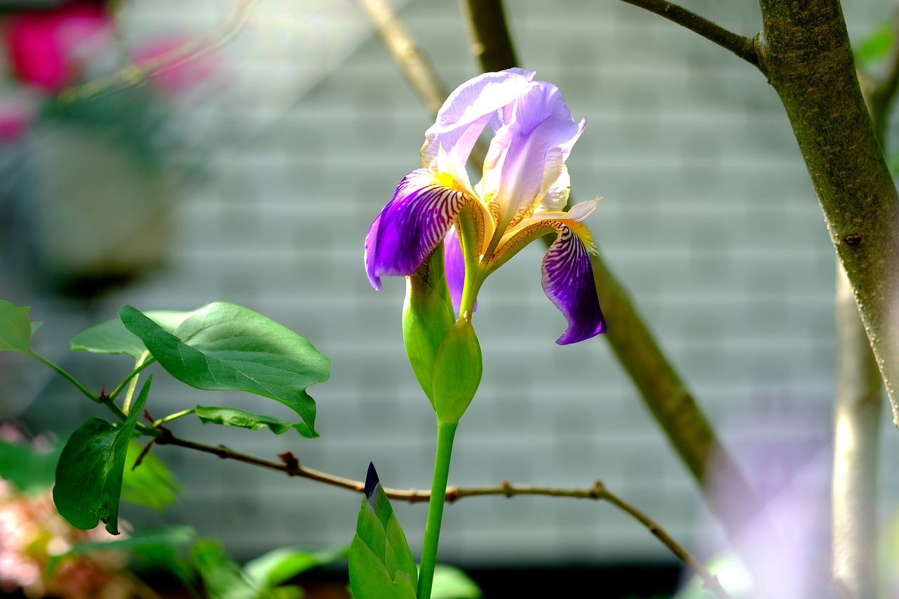 small network blade iris  lily  flower free photo