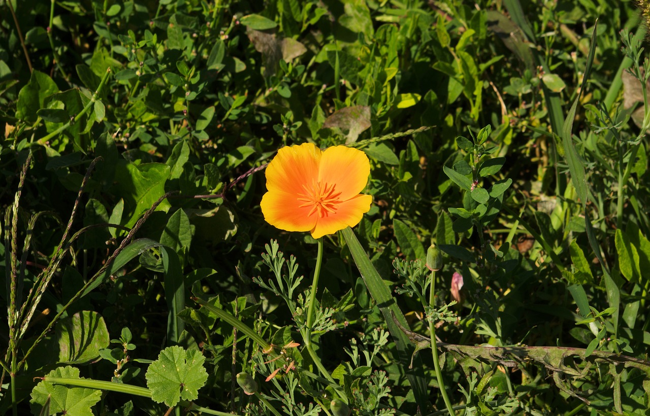 small orange flower  orange  flower free photo