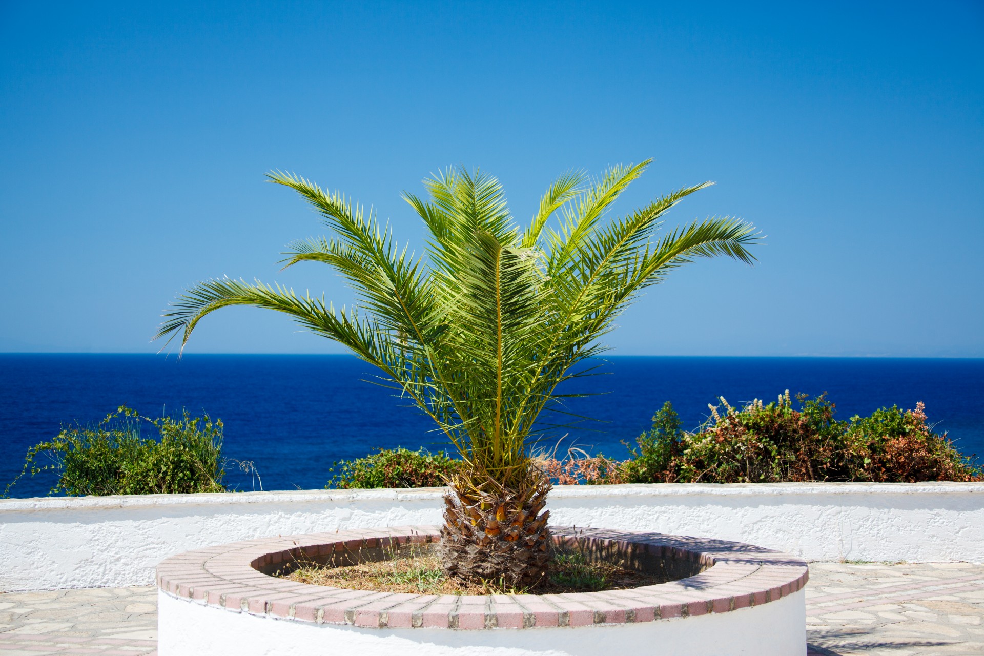 palm tree ocean tropical free photo