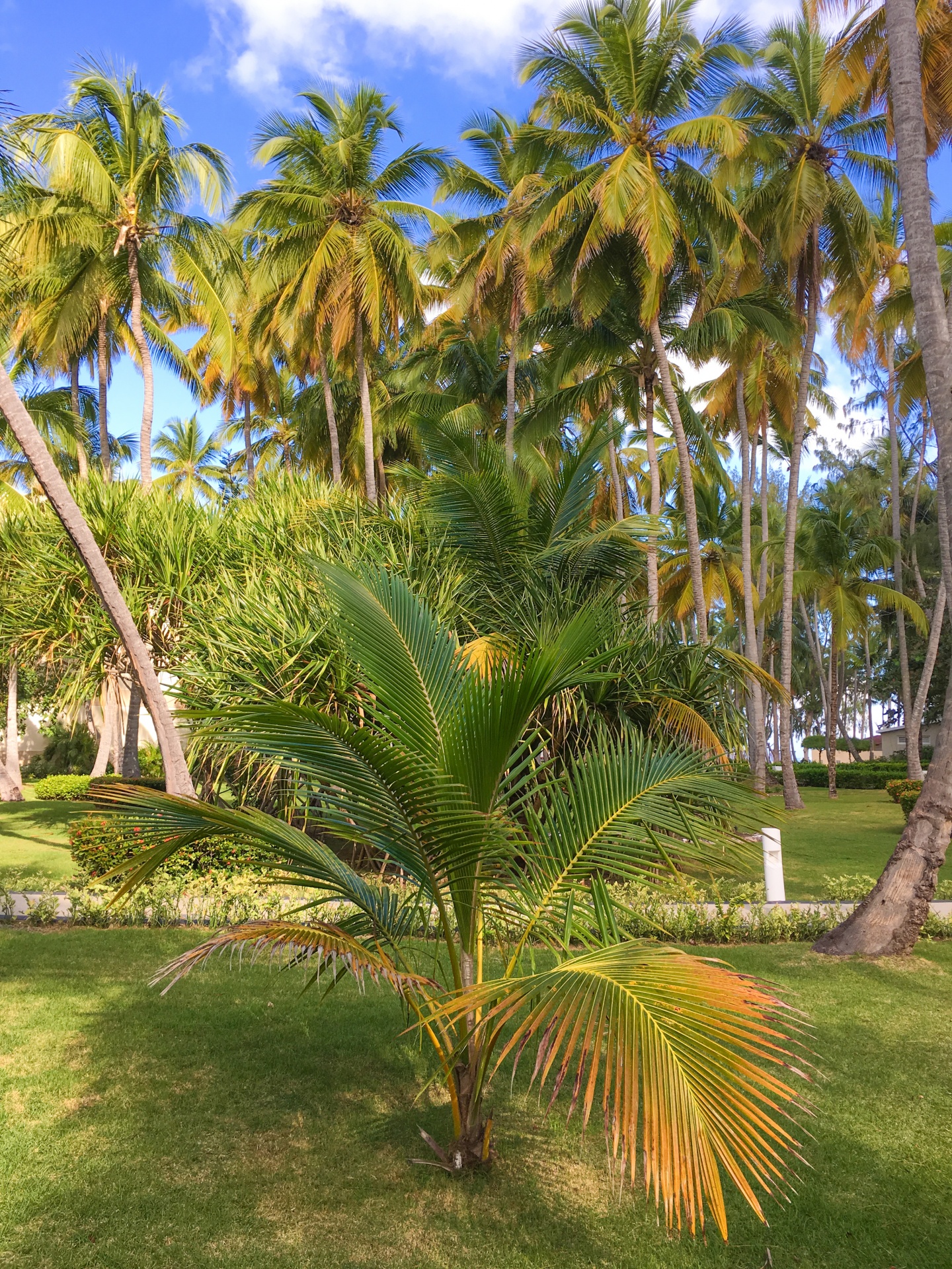 Caribbean Green Nature Outdoor Palm Tree Free Photo From Needpix Com