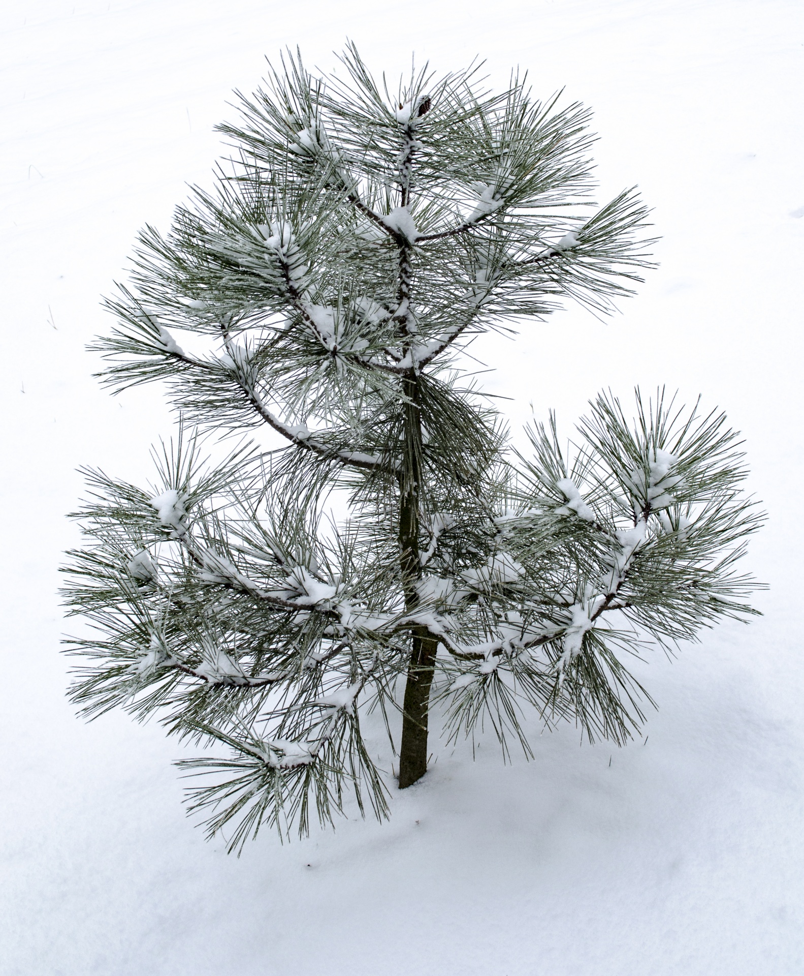 small pine tree free photo