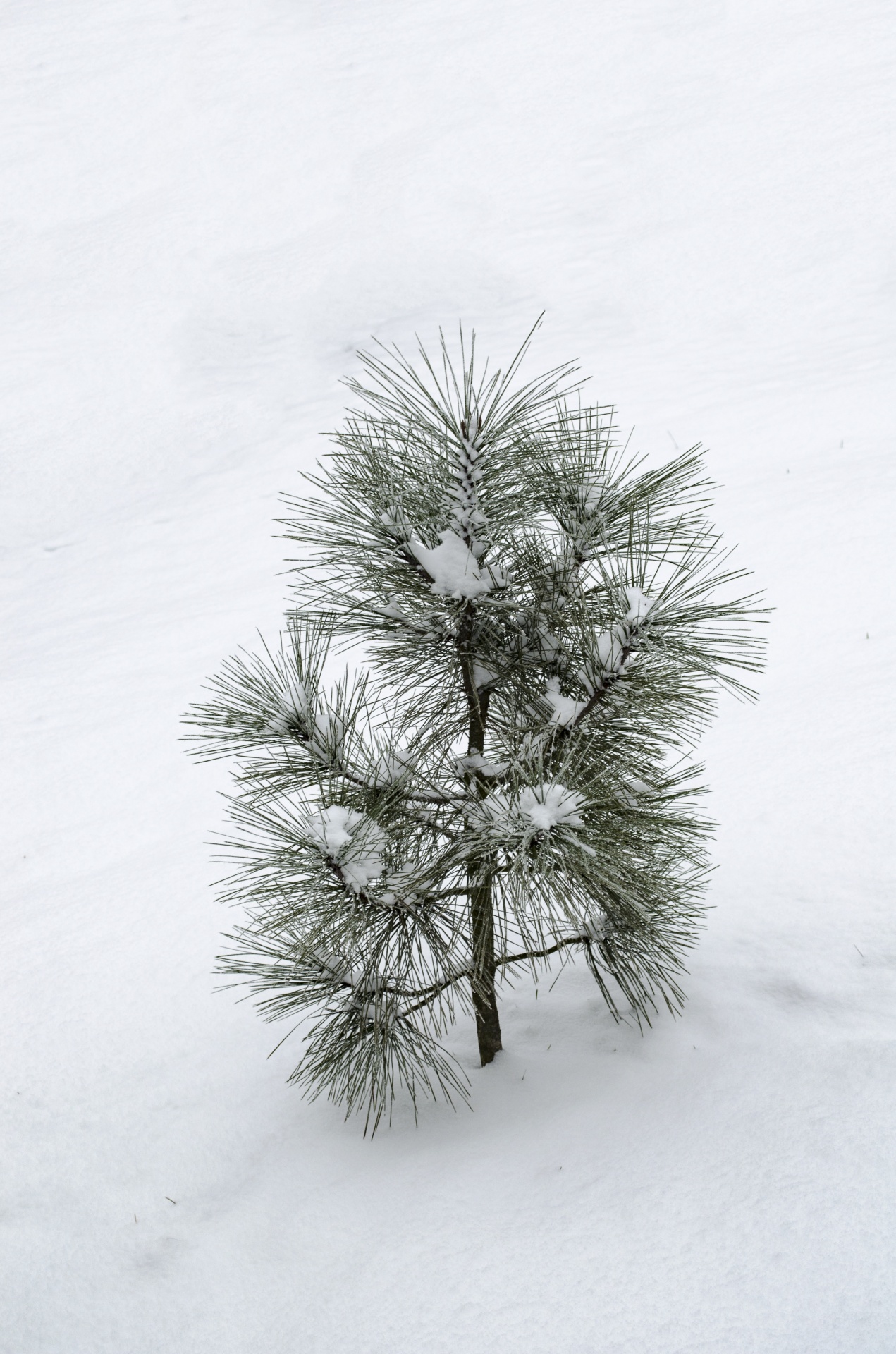 small pine tree free photo