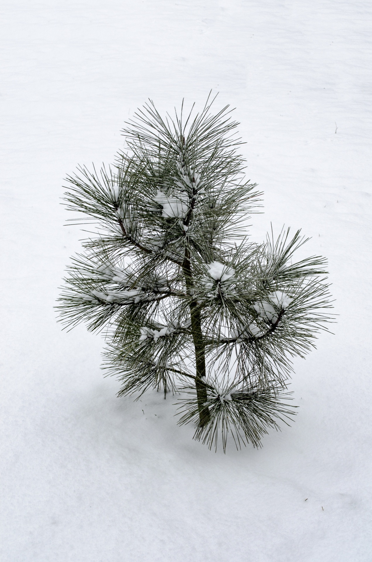 small pine tree free photo
