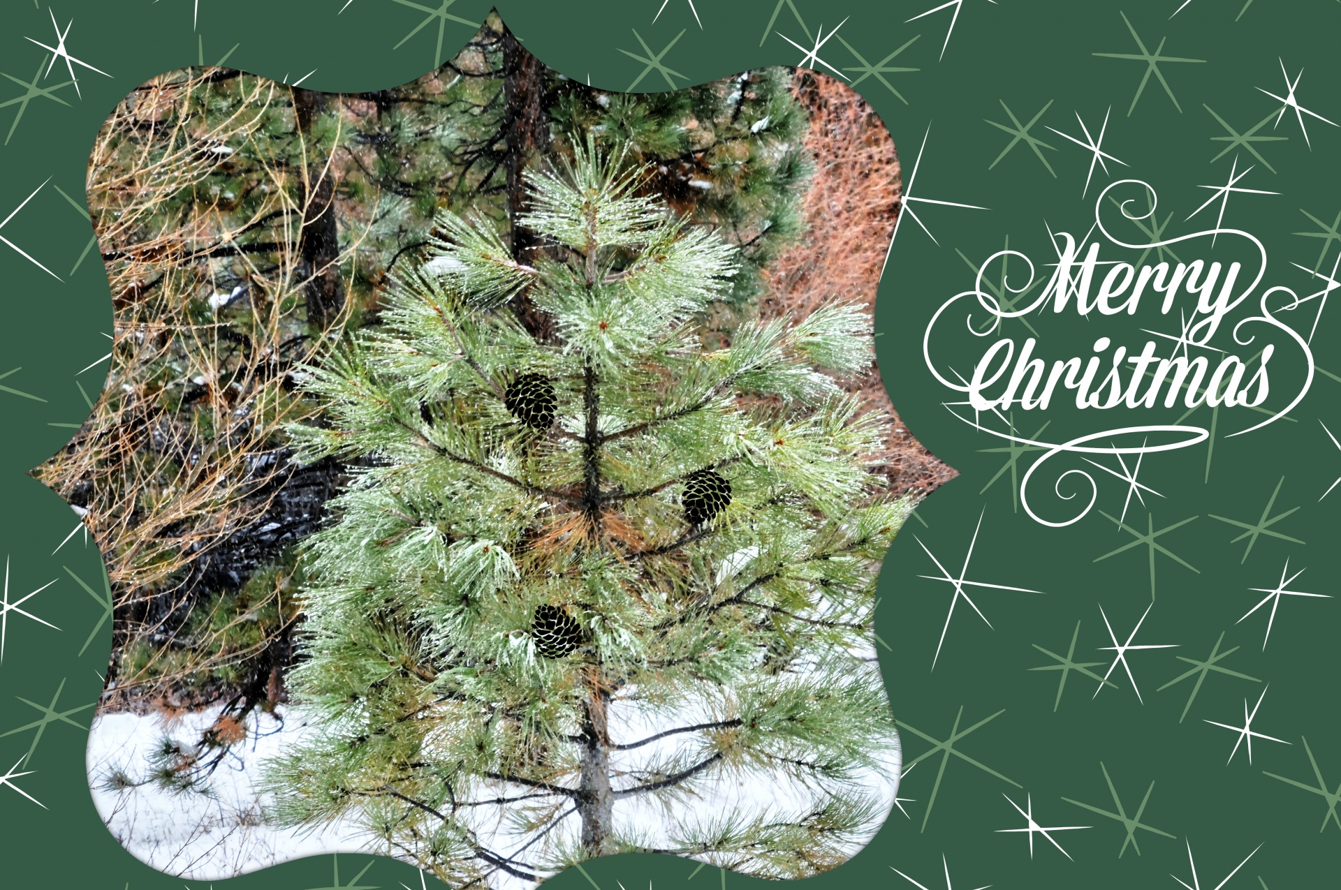 christmas xmas pine tree free photo