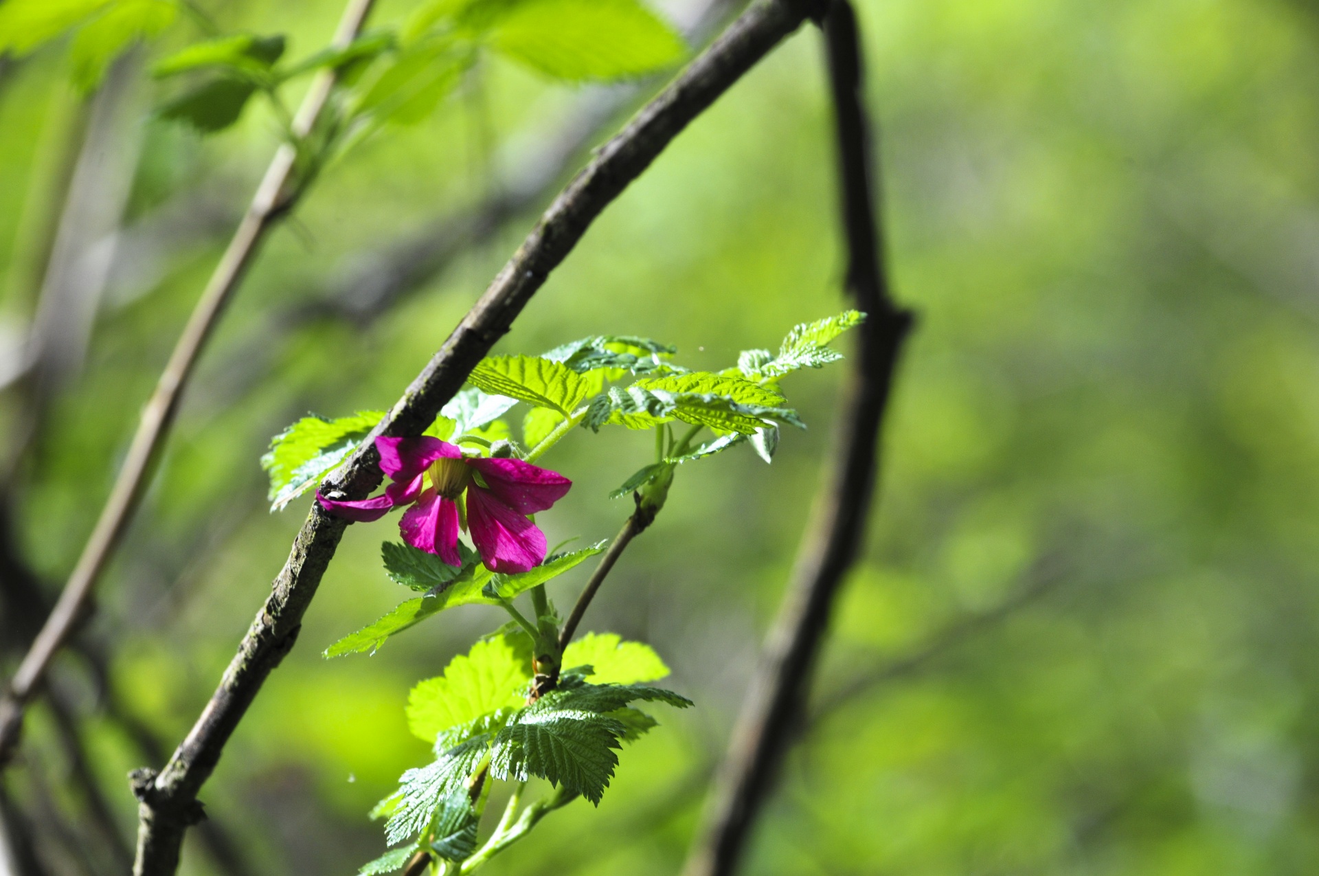 flower flowers pink free photo