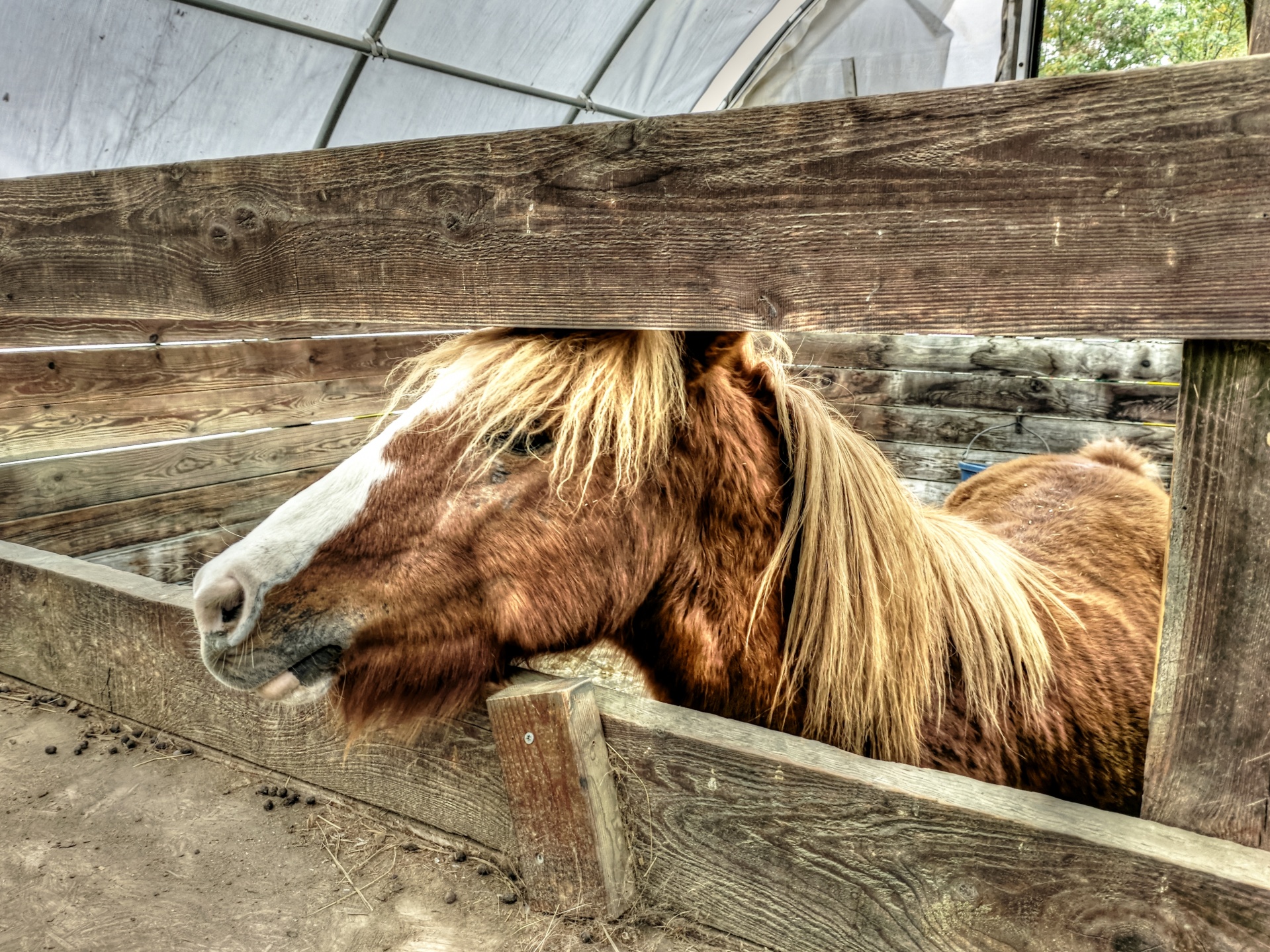 pony ponies horse free photo