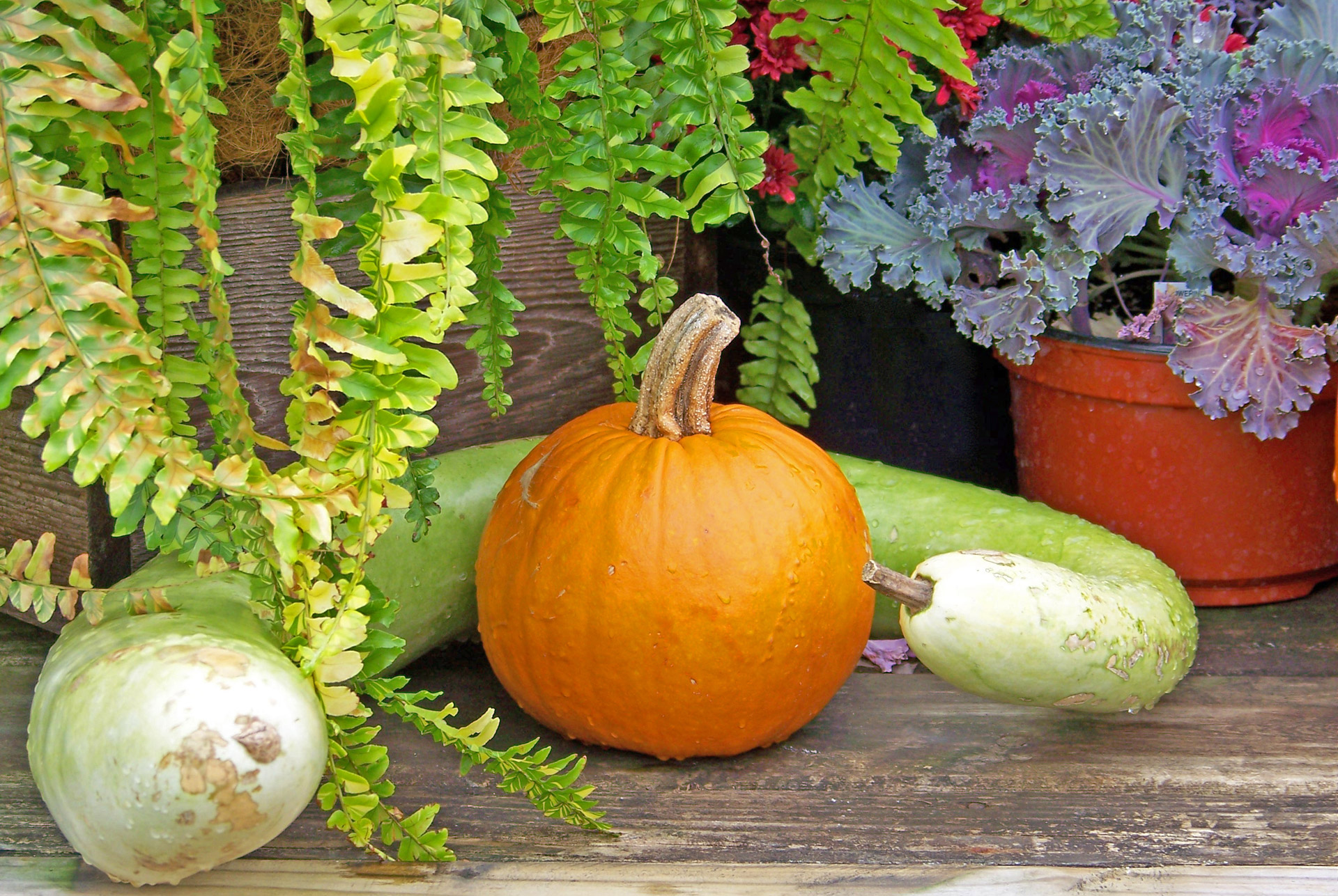 pumpkin autumn fall free photo