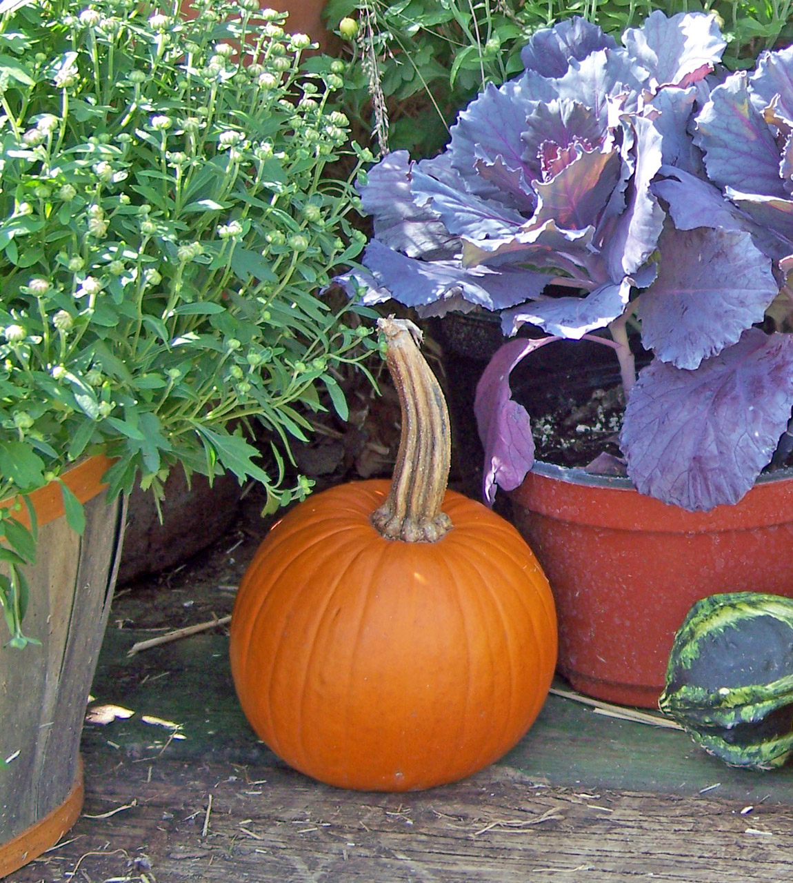 pumpkin autumn fall free photo