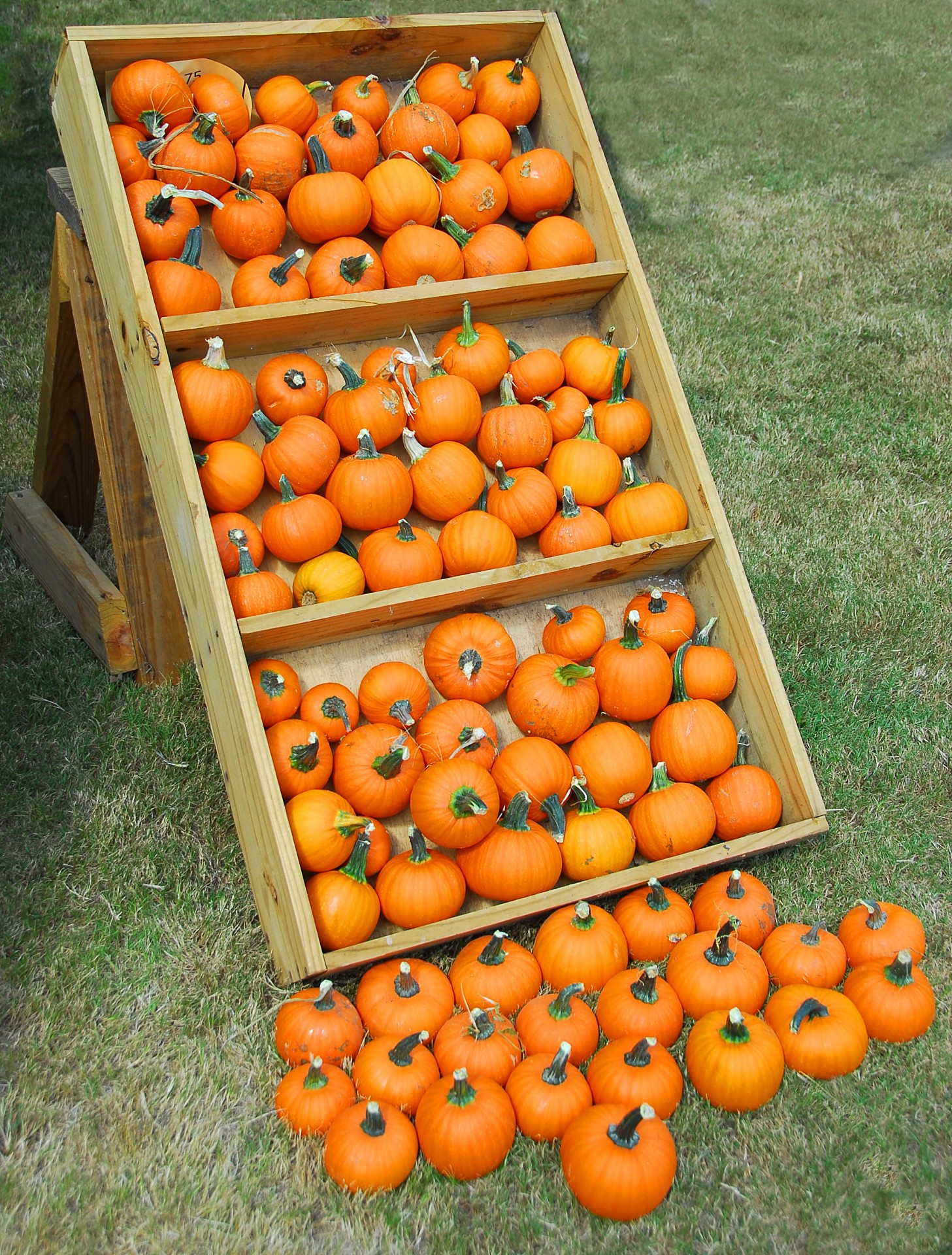 pumpkin halloween thanksgiving free photo