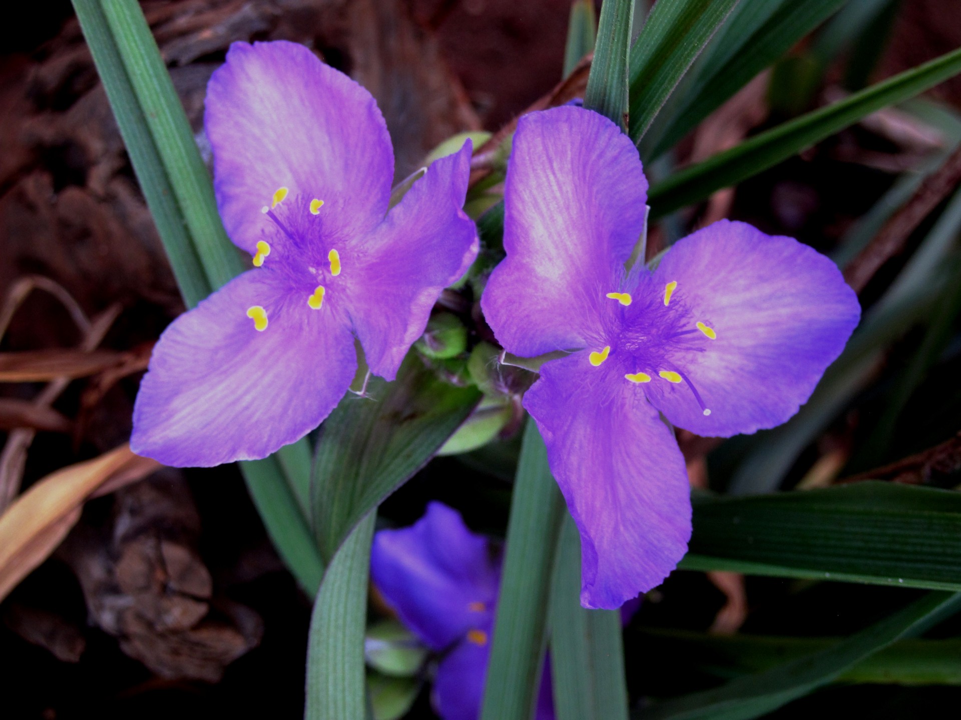 flower small purple free photo