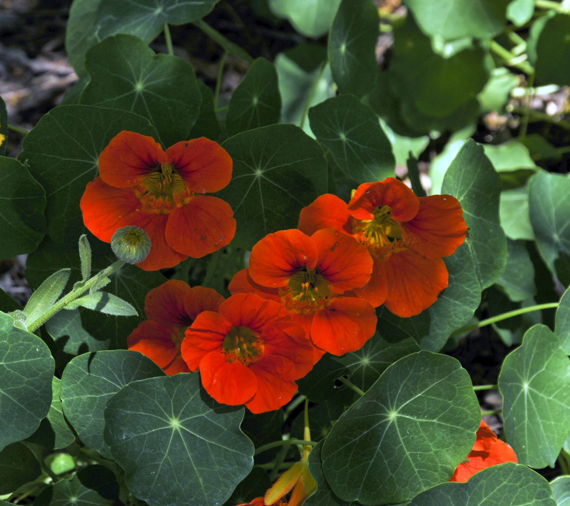 red flower flowers free photo