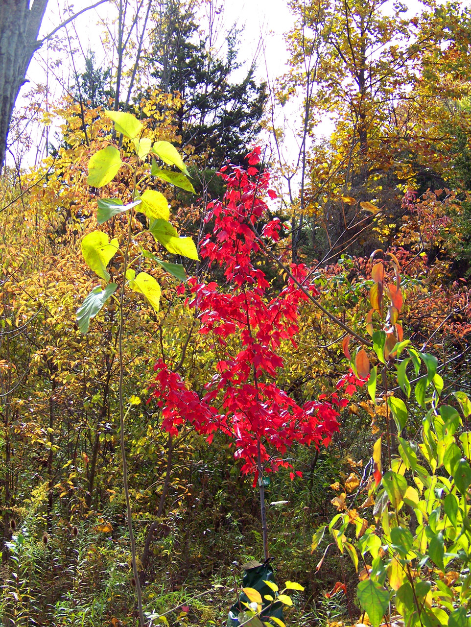 red maple tree free photo