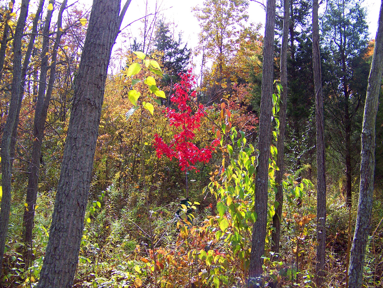 red maple tree free photo