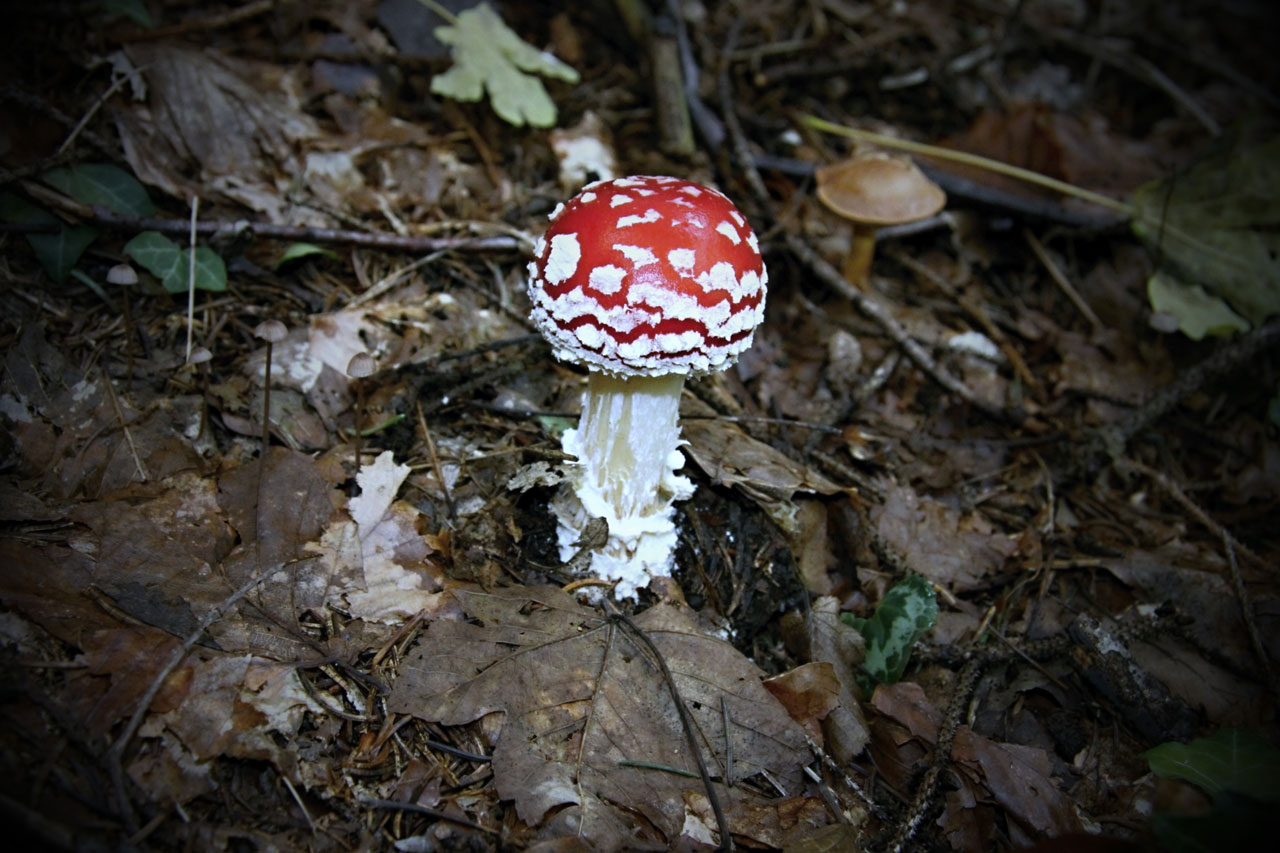 small red toadstool free photo
