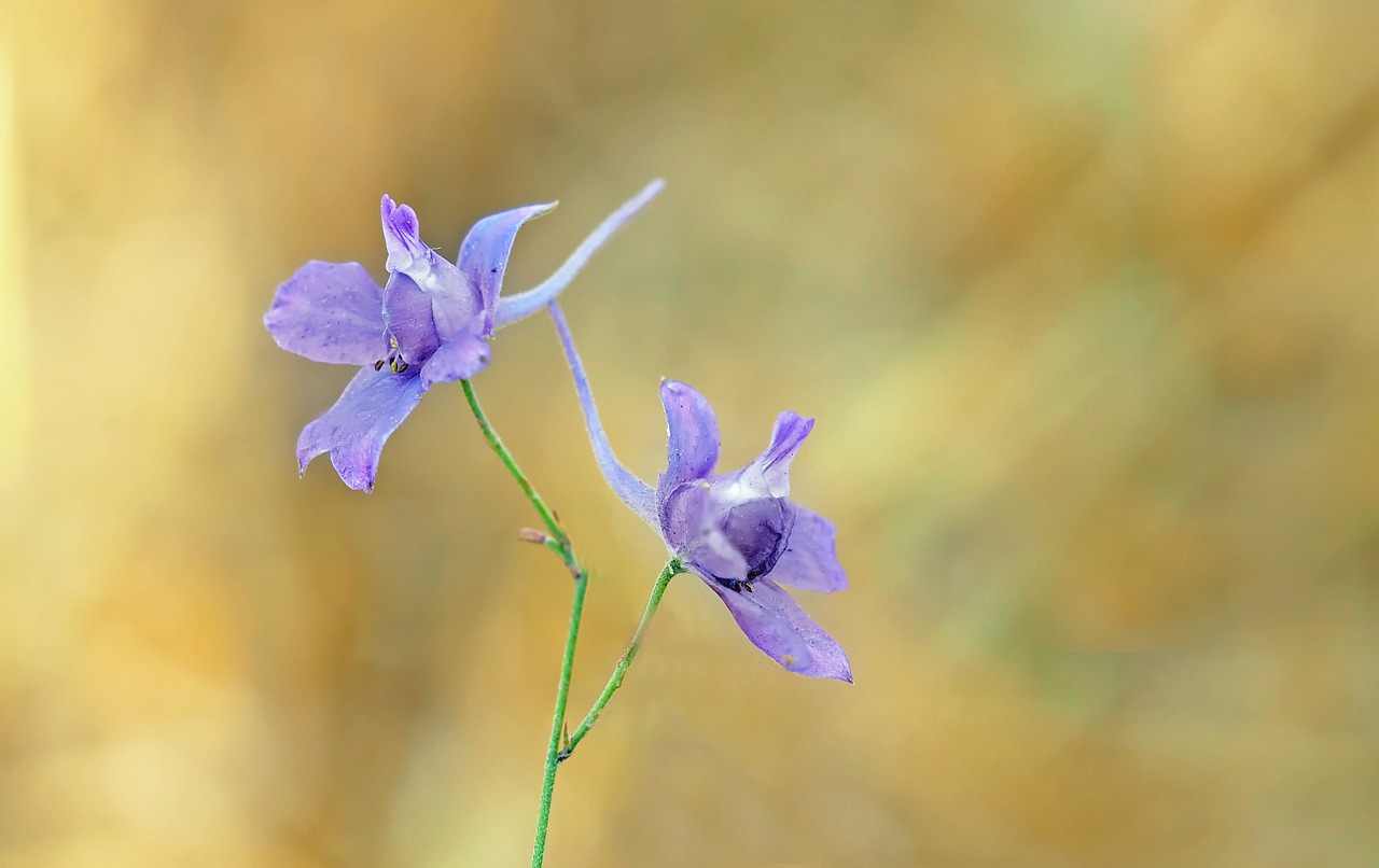 plant nature live free photo