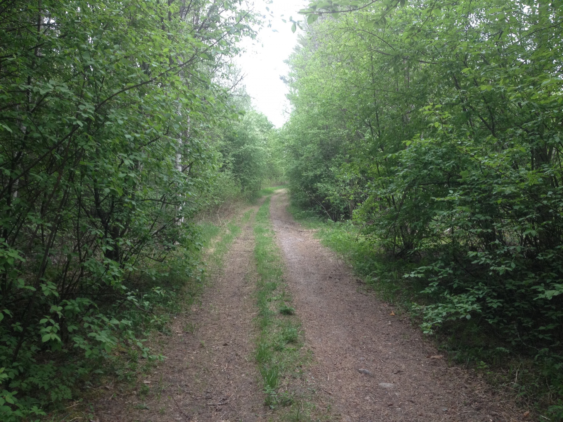 road forest nature free photo