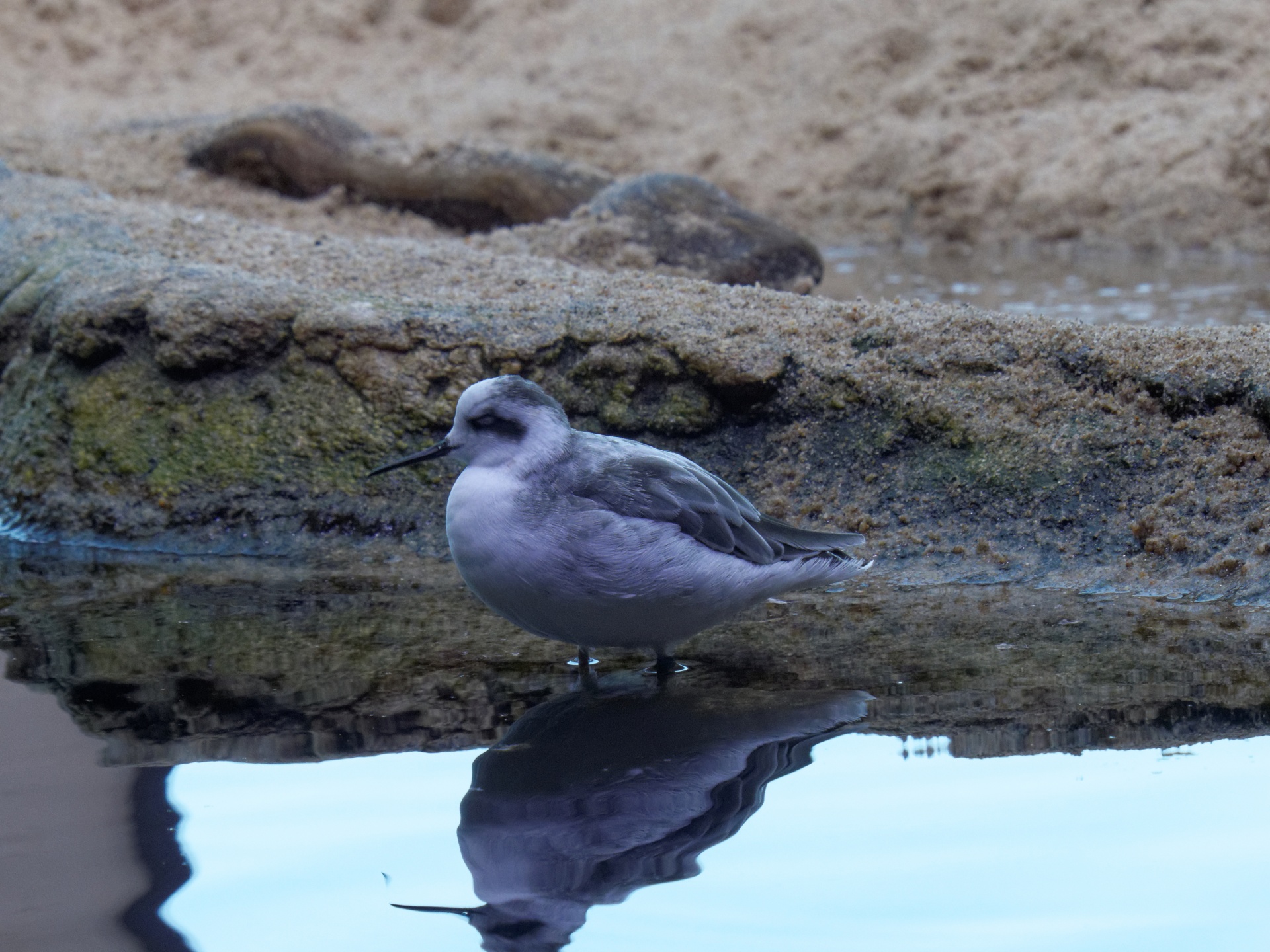 shorebird bird tide pool free photo
