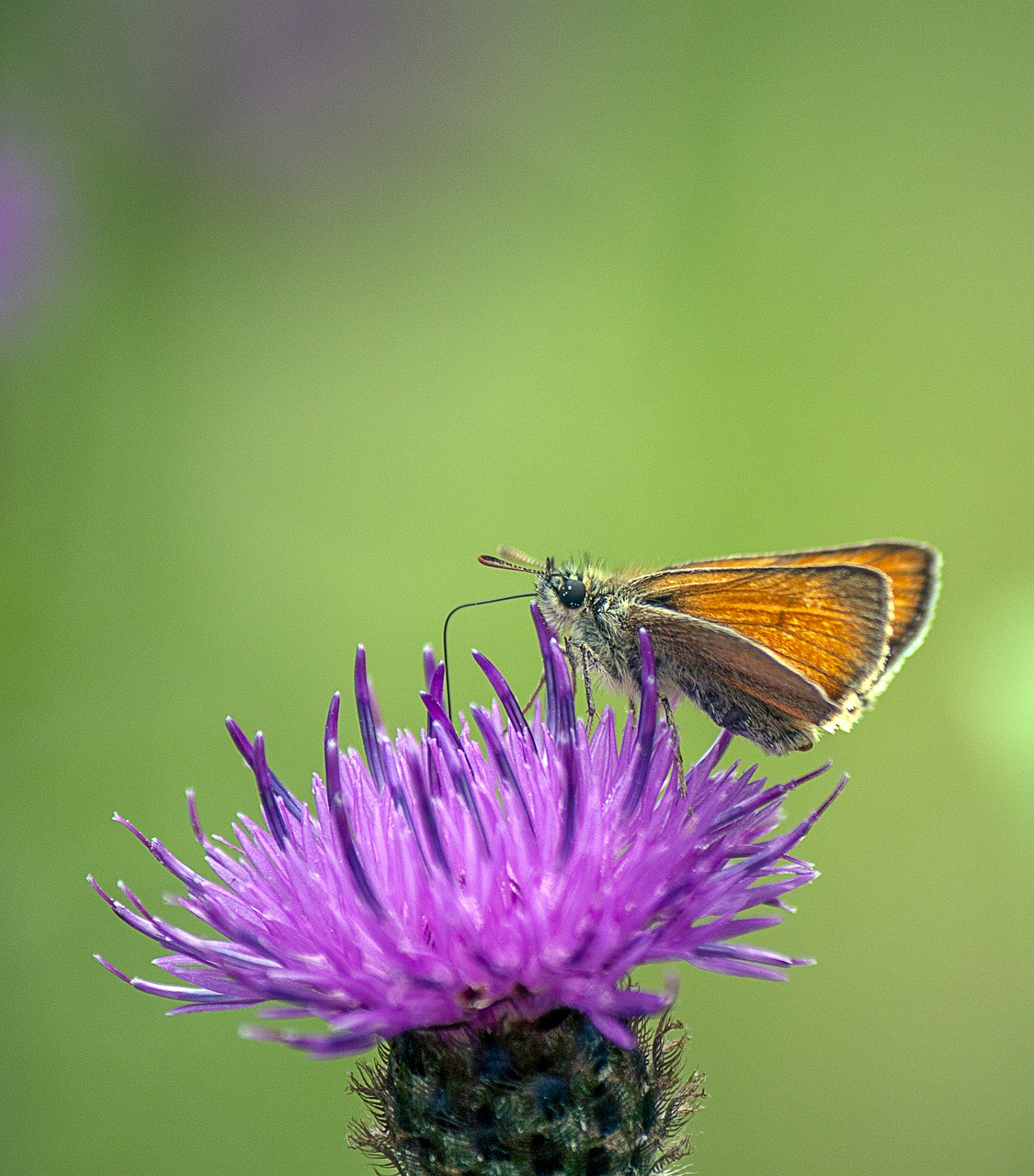 small skipper  butterfly  wings free photo