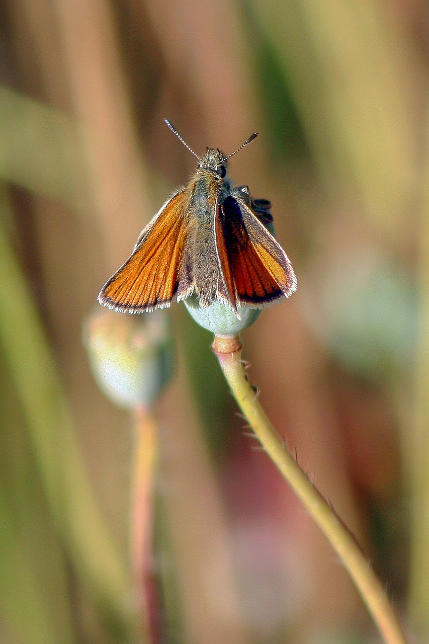 small skipper  butterfly  wings free photo