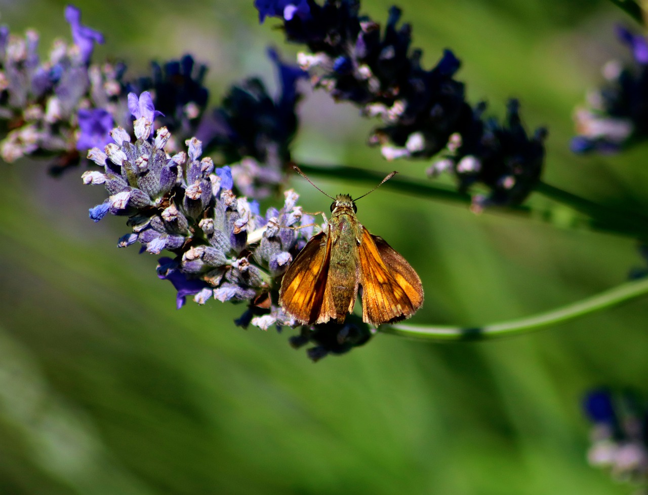 small skipper butterfly  skipper  small free photo