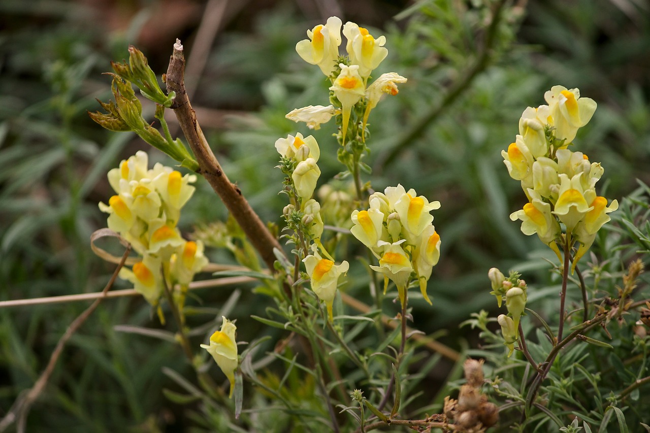small snapdragons  mrs flax  real toadflax free photo