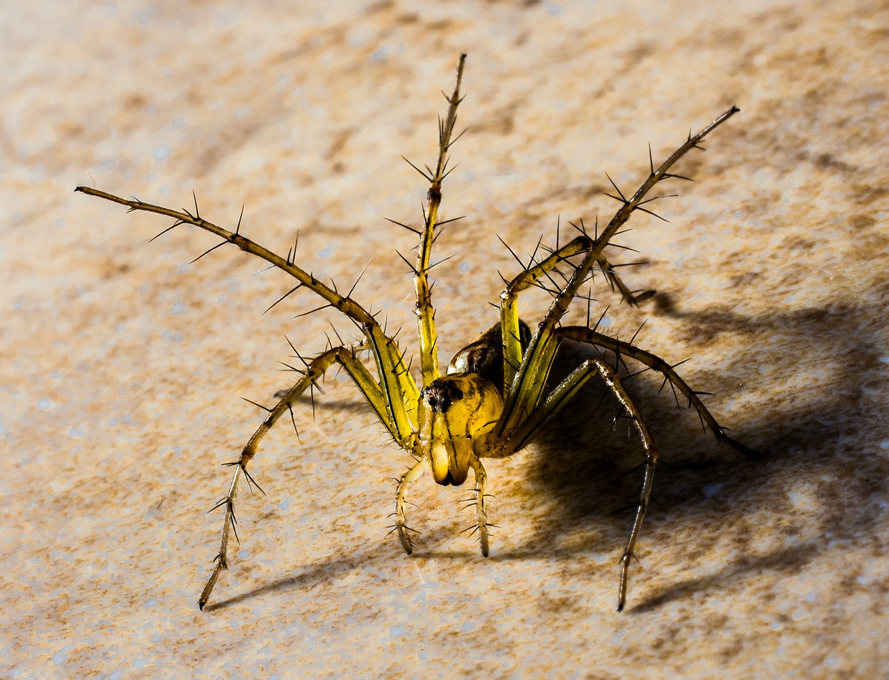 small spider spider arachnids free photo