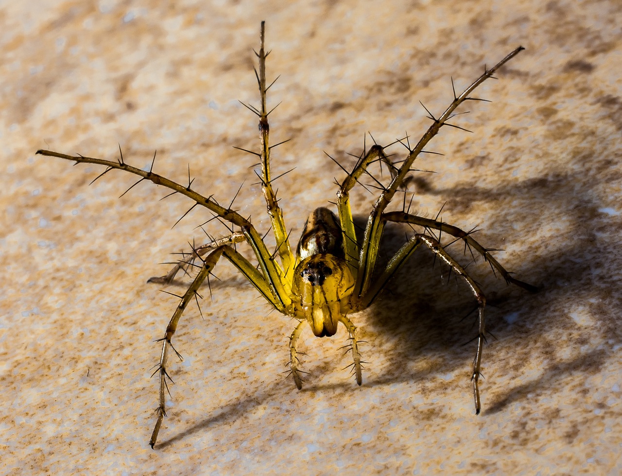 small spider spider arachnids free photo