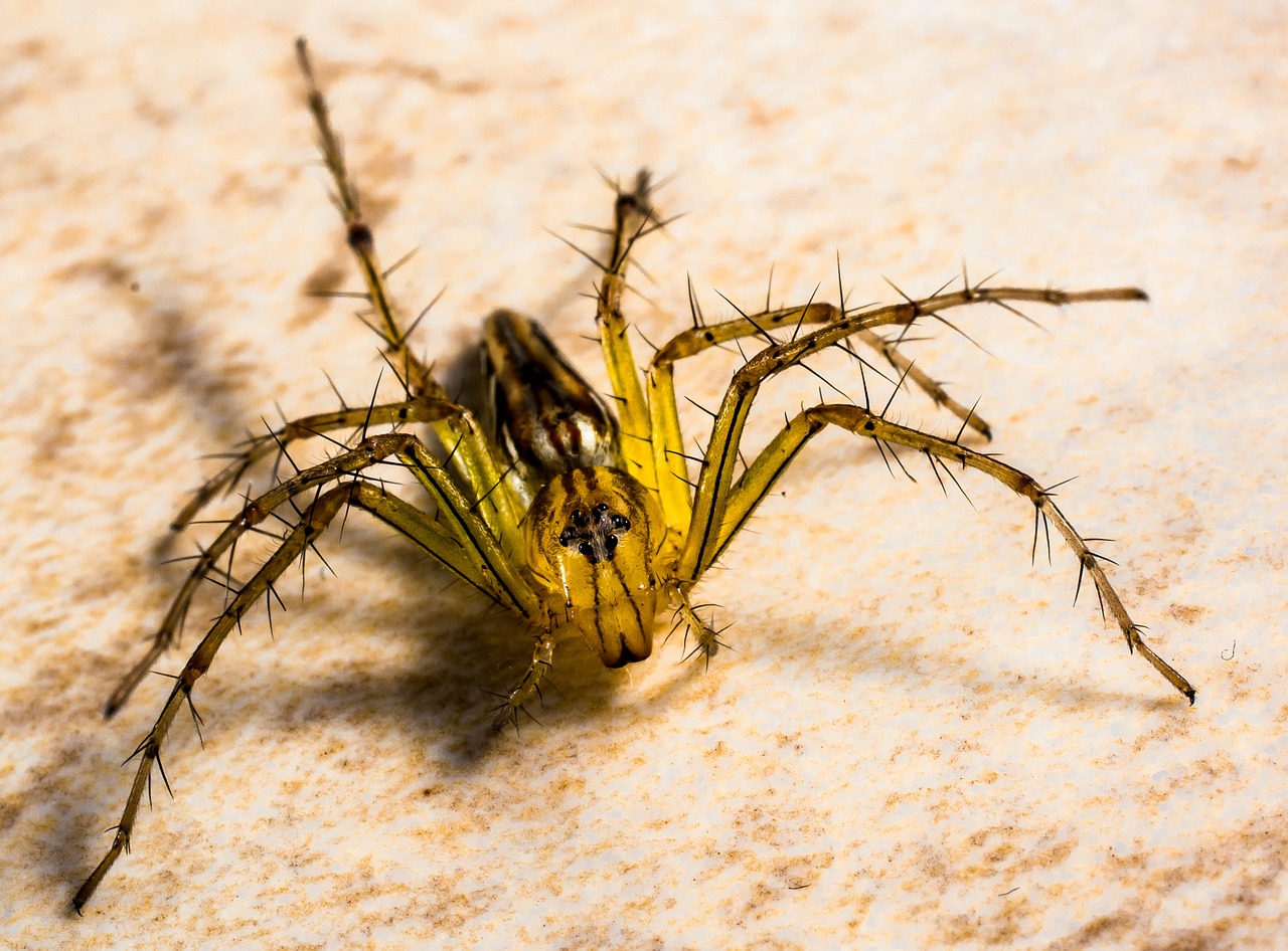 small spider spider arachnids free photo