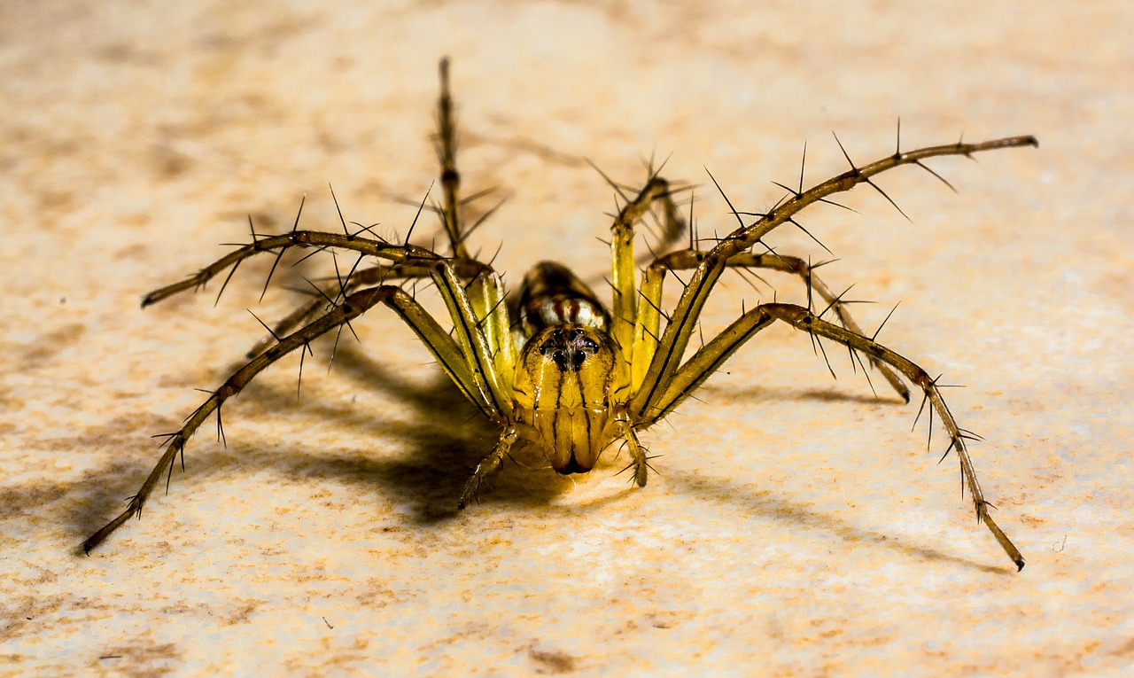 small spider spider arachnids free photo